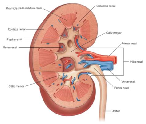 Fichas De Aprendizaje Aparato Urogenital Quizlet