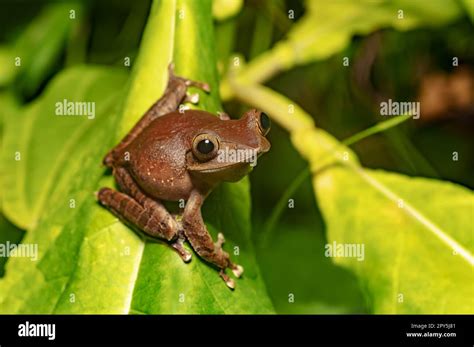 Madagascar Treefrog Boophis Madagascariensis Especie End Mica De Rana