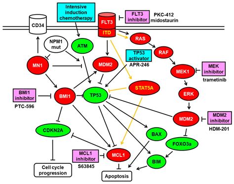 Schematic Representation Of The FLT3 ITD Signaling Pathways And