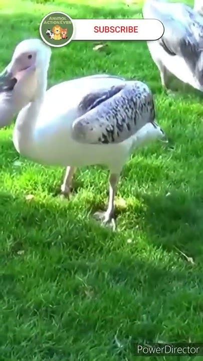 White Pelican Eat Pigeon Shorts Viral Pelicans Birds Birdattack