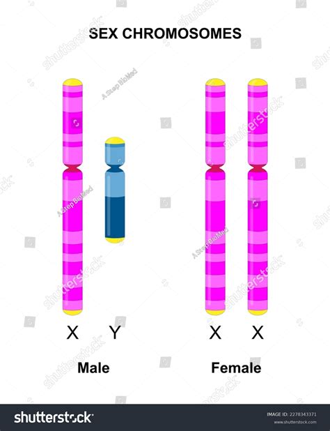 Human Sex Chromosomes X Y Males Stock Vector Royalty Free 2278343371 Shutterstock