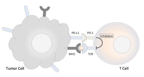 Pd 1 L1 Targeting Sgrna Lentiviral Particles Genecopoeia™