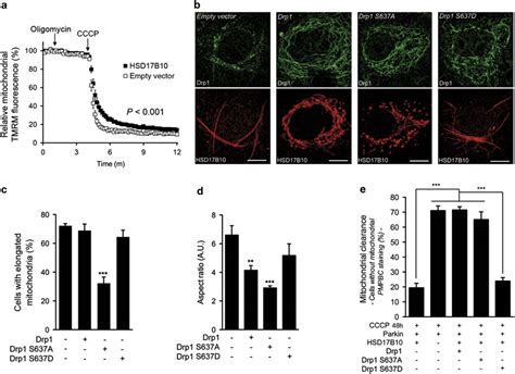 Hsd17b10 Mediated Mitochondrial Hyperfusion Protects Mitochondria