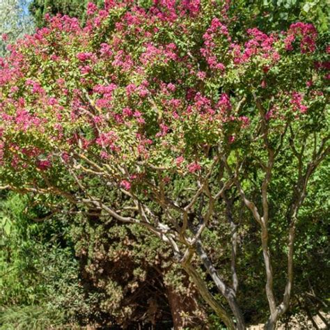 Jardinerie Ferriere Fleurs