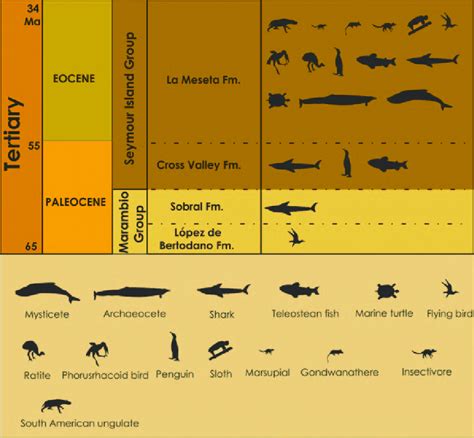 time scale stratigraphy  vertebrate fossil record