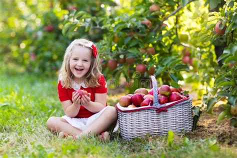 Little Girl Picking Apples In Fruit Garden Stock Image Image Of