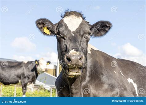 Funny Portrait Of A Mooing Cow With Open Mouth Stock Photography