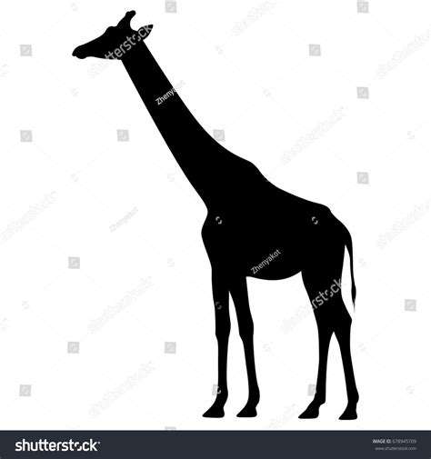 African Giraffe Silhouette