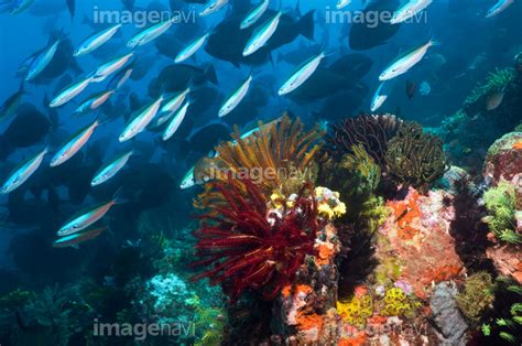 【珊瑚礁 棘皮動物 ヤギ 水中 生物学 生物海洋学】の画像素材64053246 写真素材ならイメージナビ