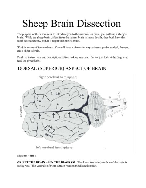 Sheep Brain Dissection