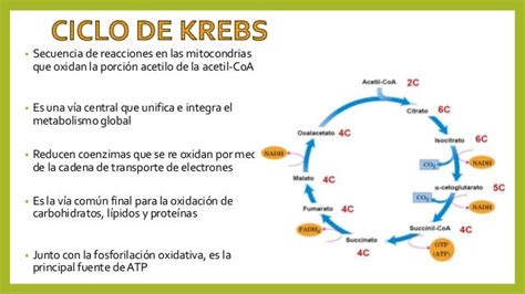 Ciclo De Krebs Diagrama