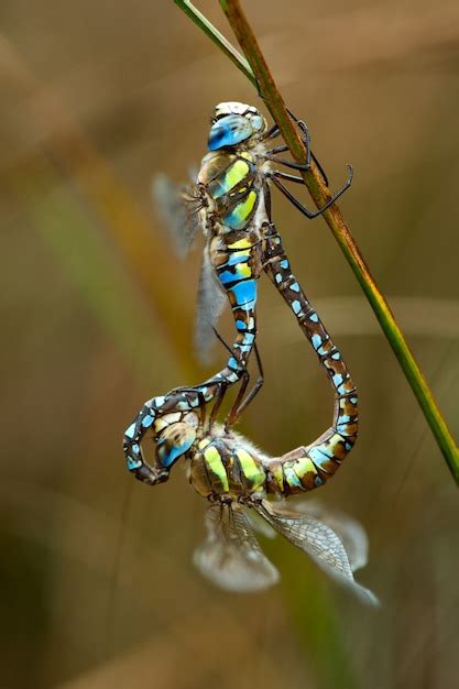 Premium Photo Two Dragonflies Mating