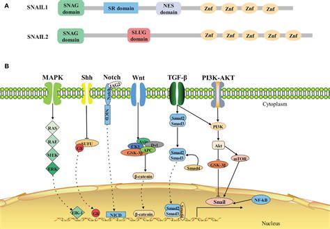 Frontiers Snail Linking Tumor Metastasis To Immune Evasion