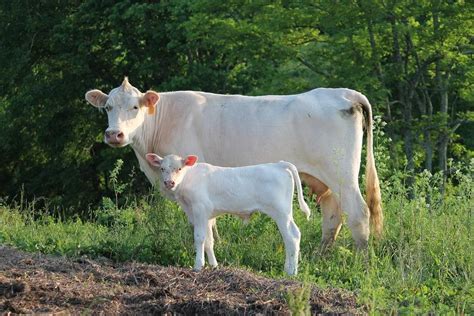 Chianina Cattle Info, Size, Lifespan, Uses, and Pictures