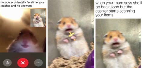 Scared Hamster Meme Where Did It Actually Come From And Is It Real