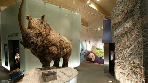 Spike The Woolly Rhino Sheffield Museums Trust