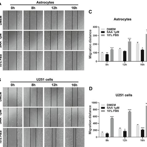 Genetic Deletion Of Saa3 Promotes LPS Induced Tau Hyperphosphorylation