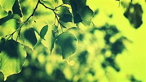 Wallpaper Sunlight Leaves Nature Plants Branch Green Yellow