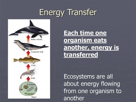 How Ecosystems Work Ppt Download