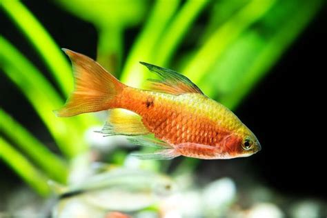 Rosy Barb Care 101: Best Tank Mates, Tank Size, Diet, Breeding and More