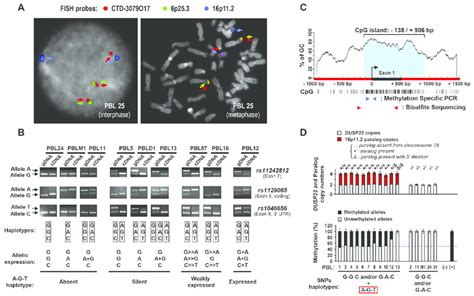 Mapping and haplotype identification of a transcriptionally inactive... | Download Scientific ...