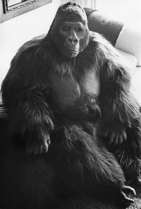 89 Best Ape Suit Cinema Images On Pinterest Monkeys Ape Monkey And