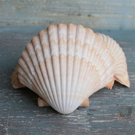 Yellow Cup Seashell Scallop Shell California Seashell Co