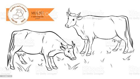 Detail Sketsa Gambar Sapi Koleksi Nomer 55