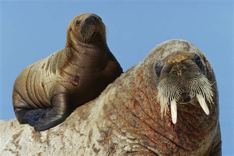 Ten wildest facts about walrus - WWF.CA