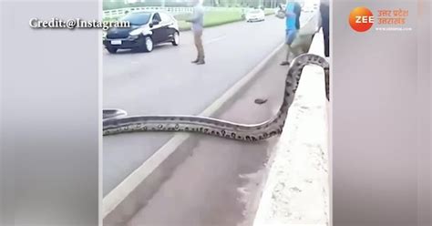 Giant Anaconda Crossing The Road In Brazil Watch Viral Video Uppm जब