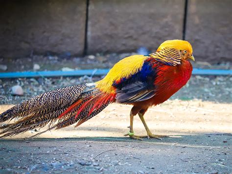 Golden Pheasant Bird Facts (Chrysolophus pictus) | Bird Fact