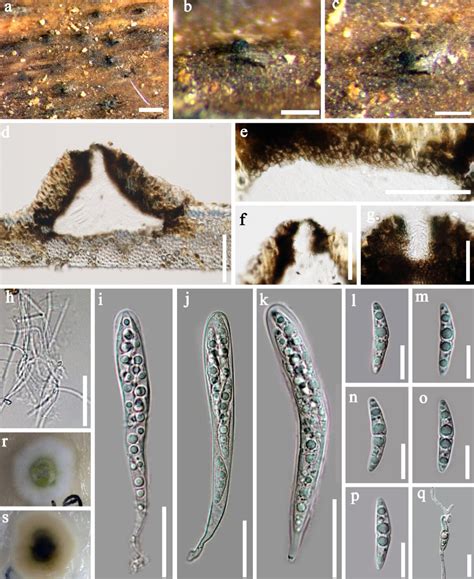 Bambusicola Bambusae Facesoffungi Number Fof Faces Of Fungi