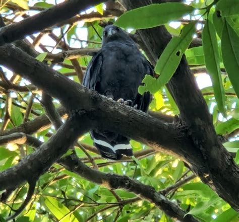 Common Black Hawk From Ch Wx Provincia De Guanacaste Carrillo