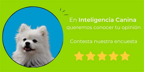 9 Tips Para Calmar La Ansiedad De Tu Perro