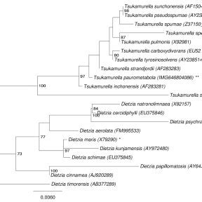 Phylogenetic Tree Highlighting The Position Of T Paurometabola