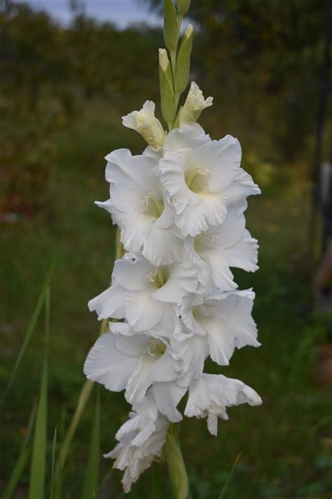 Gladiolus: Plant Care and Collection of Varieties - Garden.org