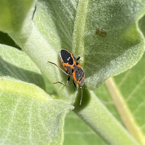 Lygaeus Kalmii Ssp Kalmii Western Small Milkweed Bug Flickr