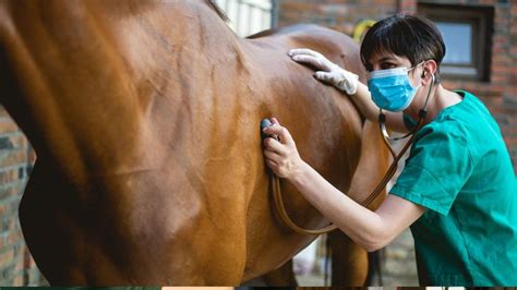 Why Do Race Horses Bleed From The Nose After Running