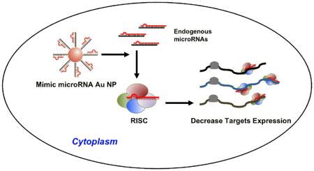 nucleic acid gold nanoparticle conjugates  mimics  microrna pmc