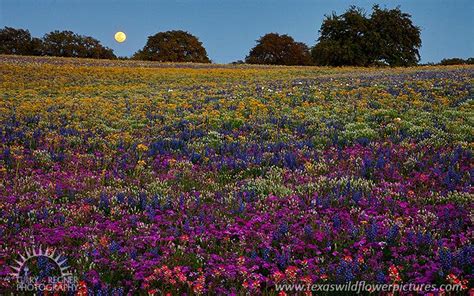 Moonlight Serenade Spring 2010 Texas Wildflowers Bluebonnets And Landscape Pictures By Gary