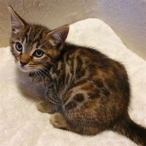 Bengal Edelmix Katzenbaby Kitten Kätzchen 1 dreifarbiges Mädchen und