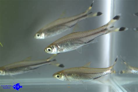 Scissortail Rasbora Friendly Fish Aquatics