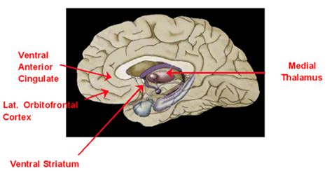 Striatum Wikipedia