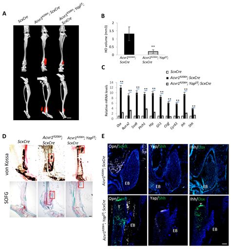 Biomolecules Free Full Text Hedgehog Signaling Controls