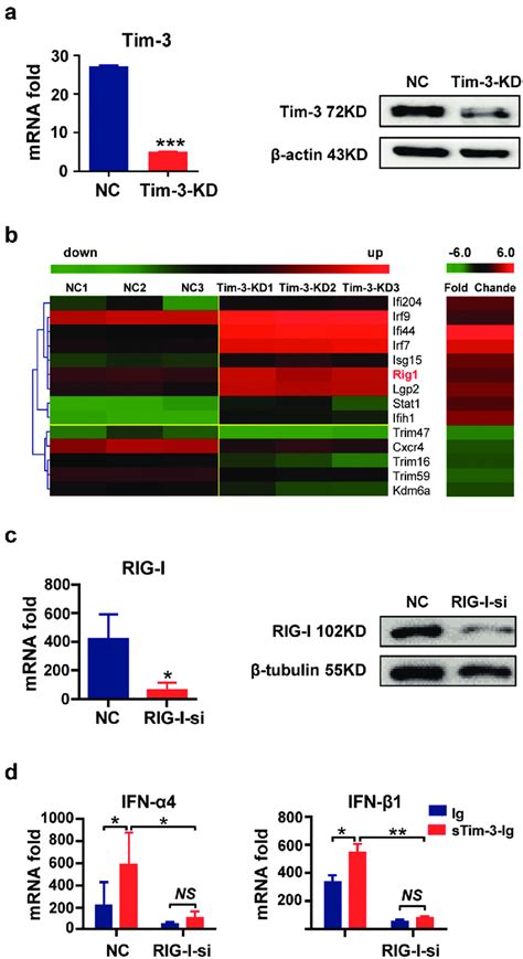 Tim 3 Signaling Inhibits Type I Interferon Expression Through Rig I