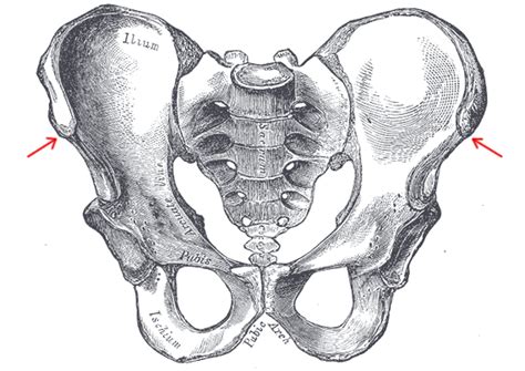 Cg Memo Anterior Superior Iliac Spine