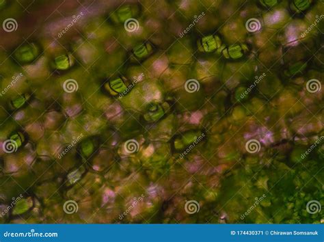 Close Up Plants Cells Find With Microscope Stock Image Image Of Micro