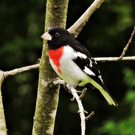 What Sounds Do Grosbeaks Make Save The Eagles