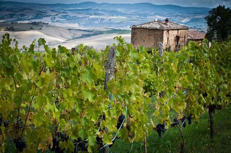 le vigne il marroneto