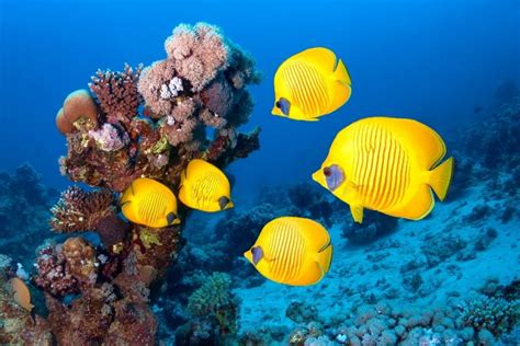 30 Best Snorkeling Spots in Maui, Hawaii (with Map) - TourScanner